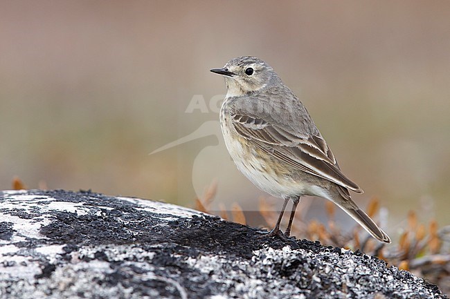 Adult American Buff-bellied Pipit (Anthus rubescens rubescens) perched on a rock in the arctic tundra of  
Churchill, Manitoba, Canada. stock-image by Agami/Brian E Small,