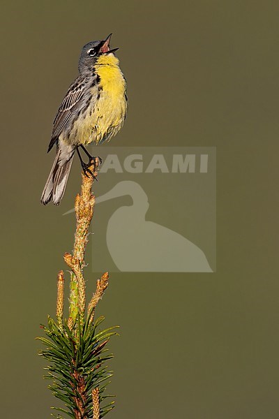 Kirtland's Warbler (Setophaga kirtlandii) adult male perched on a branch and singing stock-image by Agami/Dubi Shapiro,