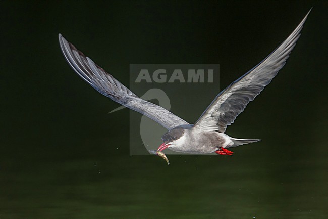 Witwangstern; Whiskered Tern; Chlidonias hybrida stock-image by Agami/Daniele Occhiato,