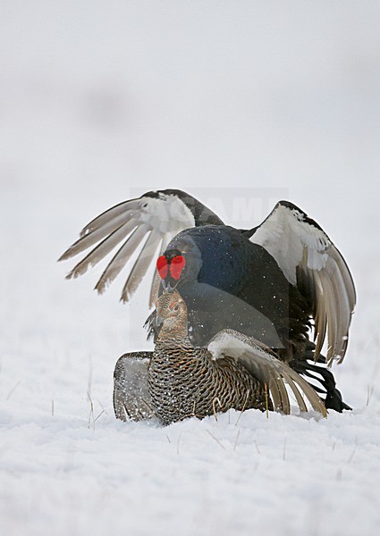 Parende Korhoenders,  Black grouses mating stock-image by Agami/Markus Varesvuo,