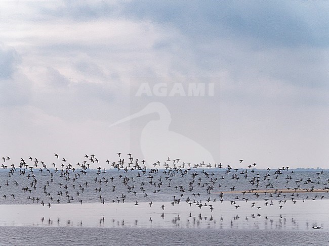 Flock of Bar-tailed Godwits (Limosa lapponica) flying over mud flats in Dutch Wadden Sea. stock-image by Agami/Rob Riemer,