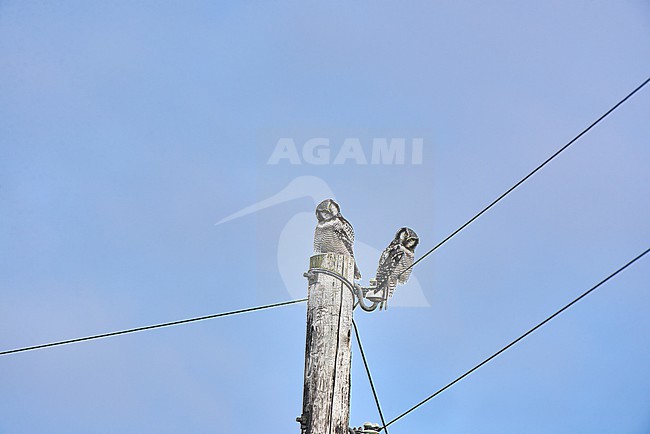 Duo of Northern Hawk-Owls (Surnia ulula) staring from a telegraph pole against a blue sky as a background, Norway stock-image by Agami/Tomas Grim,