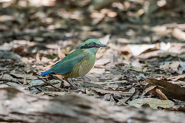 Male Bar-bellied pitta (Hydrornis elliotii) a stunning species of bird in the jungle of South Vietnam. stock-image by Agami/Pete Morris,