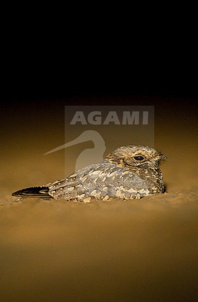 Nubische Nachtzwaluw zittend in het zand; Nubian Nightjar perched in sand stock-image by Agami/Marc Guyt,