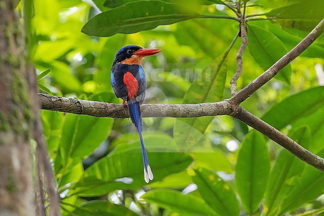 Red-breasted Paradise Kingfisher (Tanysiptera nympha) in West Papua, Indonesia. stock-image by Agami/Pete Morris,