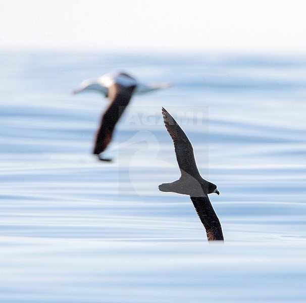 Grey-faced Petrel (Pterodroma gouldi) in flight off the coast of Keikoura in New Zealand with Gibson’s Wandering Albatross in the back. stock-image by Agami/Marc Guyt,
