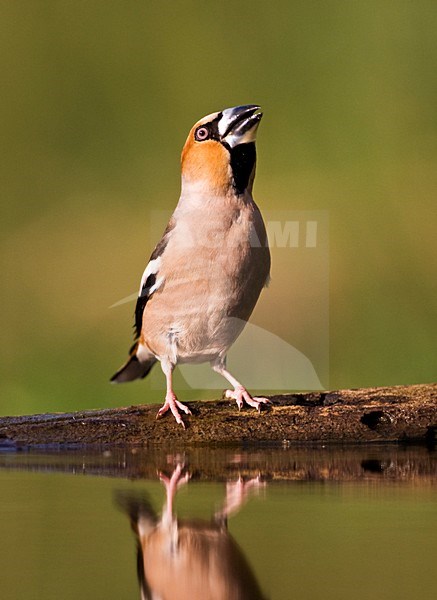 Appelvink bij drinkplaats; Hawfinch at drinking site stock-image by Agami/Marc Guyt,