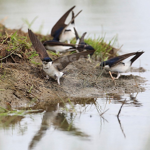 Huiszwaluwen verzamelen nestmateriaal. A bunch of House Martins collects mud for building their nests. stock-image by Agami/Jacques van der Neut,