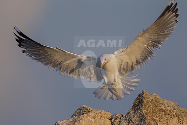 Geelpootmeeuw; Yellow-legged Gull; Larus michahellis stock-image by Agami/Daniele Occhiato,