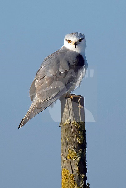Black-winged Kite (Elanus caeruleus), side view of an adult bird on a pole in Portugal stock-image by Agami/Kari Eischer,