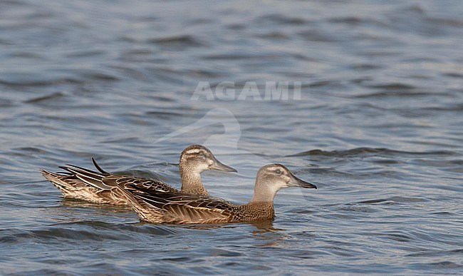 Garganey (Anas querquedula), a juvenile (front) and adult male in eclipse plumage, swimming in a freshwater lake near Deventer in the Netherlands. stock-image by Agami/Edwin Winkel,