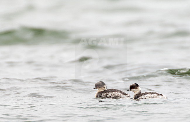Silvery grebe (Podiceps occipitalis juninensis) in Ecuador. Pair of grebes swimming on an Andean lake in Antisana nature reserve. stock-image by Agami/Marc Guyt,