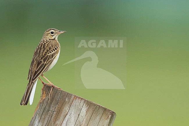 Adult Richard's Pipit (Anthus richardi richardi) in Russia (Baikal). Showing outer tail feather. stock-image by Agami/Ralph Martin,