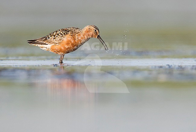 Curlew Sandpiper - Sichelstrandläufer - Calidris ferruginea, Germany, adult breeding plumage stock-image by Agami/Ralph Martin,