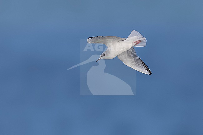 Near adult winter plumage Bonaparte's Gull (Chroicocephalus philadelphia) flying over the channel Texel/DenHelder, Noord-Holland, the Netherlands. stock-image by Agami/Vincent Legrand,
