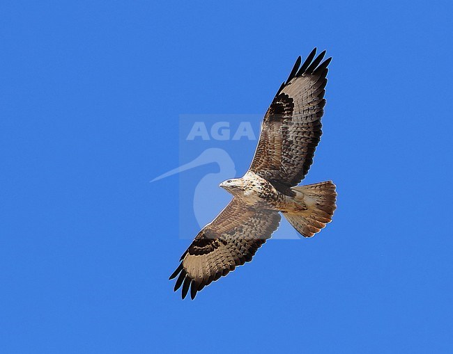 Upland Buzzard, Buteo hemilasius, in Mongolia. stock-image by Agami/Aurélien Audevard,