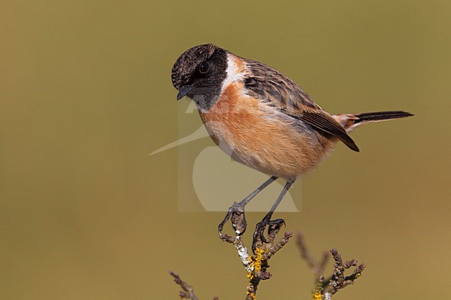 Mannetje Roodborsttapuit; Male European Stonechat stock-image by Agami/Daniele Occhiato,