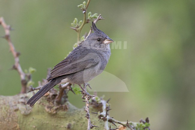 Grey-crested Finch (Lophospingus griseocristatus) perched. stock-image by Agami/Dubi Shapiro,