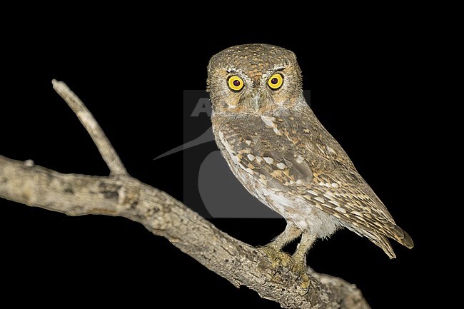 Adult 
Pima Co., AZ
April 2024 stock-image by Agami/Brian E Small,