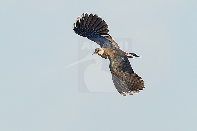  stock-image by Agami/Menno van Duijn,