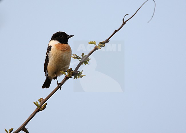 Aziatische Roodborsttapuit zittend op tak; Siberian Stonechat perched on branch stock-image by Agami/Roy de Haas,