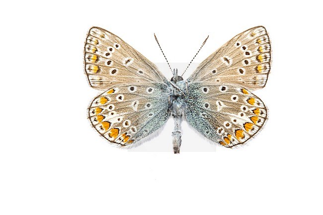 Common Blue, Icarusblauwtje, Polyommatus icarus stock-image by Agami/Wil Leurs,