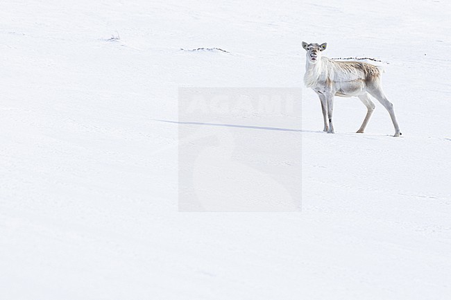  stock-image by Agami/Menno van Duijn,
