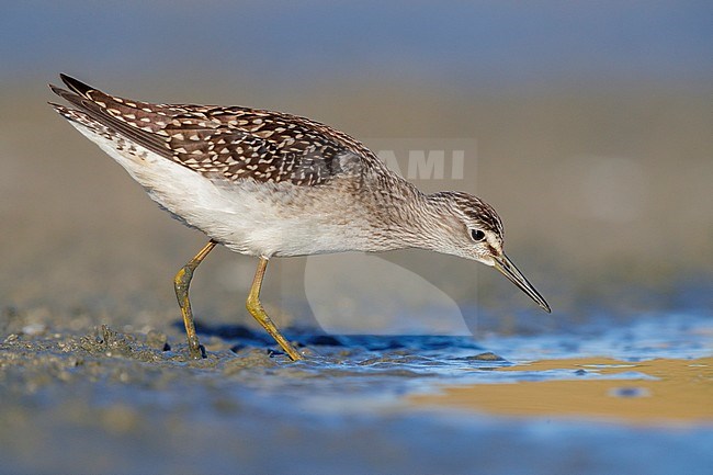 Wood Sandpiper (Tringa glareola), side view of an individual looking for food in a pond, Campania, Italy stock-image by Agami/Saverio Gatto,
