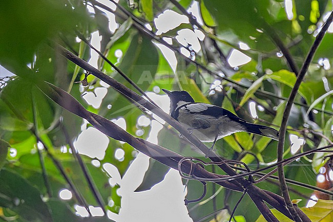 Male Kolombangara Monarch, Symposiachrus browni browni, on the Solomon Islands. stock-image by Agami/Pete Morris,