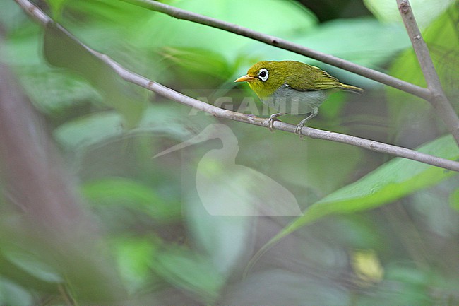 Wangi wangi White-eye (Zosterops paruhbesar) in Indonesia. in undergrowth near the village of Wanci on Wangiwangi Island. stock-image by Agami/James Eaton,