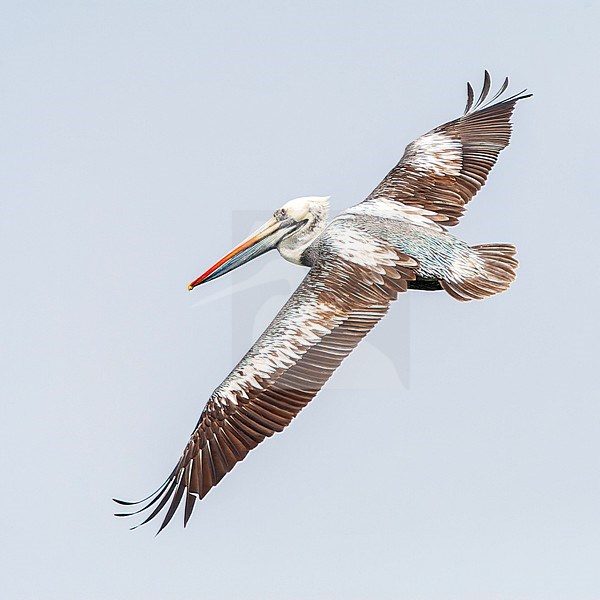 Peruvian Pelican (Pelecanus thagus) off the coast of Lima, Peru. stock-image by Agami/Marc Guyt,