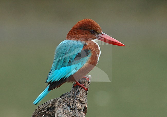 Witkeelijsvogel op stronk; White-throated Kingfisher perched stock-image by Agami/Marc Guyt,