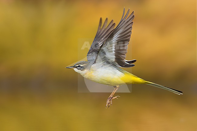 Grey Wagtail, Motacilla cinerea, in Italy. stock-image by Agami/Daniele Occhiato,