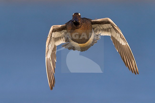 Zomertaling mannetje in vlucht; Garganey male in flight stock-image by Agami/Daniele Occhiato,