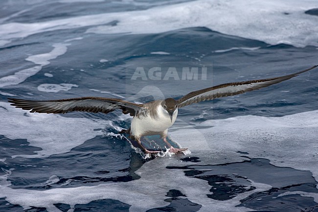 Grote Pijlstormvogel op volle zee; Great Shearwater out at sea stock-image by Agami/Marc Guyt,