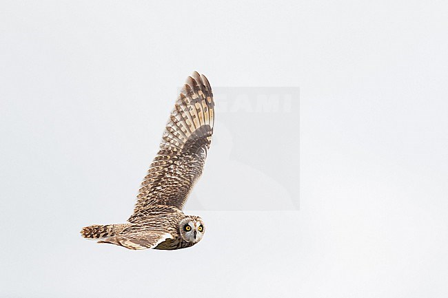 A Short-eared Owl (Asio flammeus) on migration above the North Sea near Helgoland, German Bight stock-image by Agami/Mathias Putze,