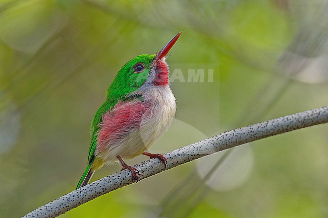 Broad-billed Tody, Todus subulatus, in the Dominican Republic. stock-image by Agami/Pete Morris,