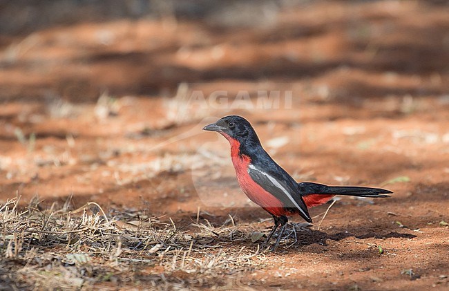Crimson-breasted Shrike (Laniarius atrococcineus) in South Africa. stock-image by Agami/Pete Morris,