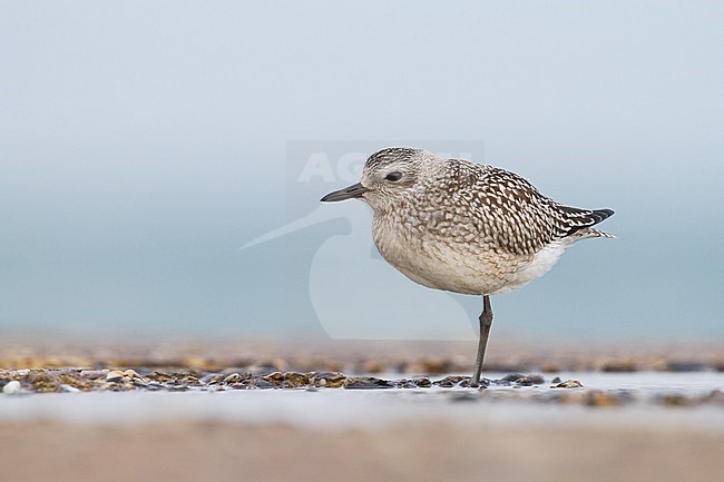Grey Plover (Pluvialis squatarola ssp. squatarola), first calendar year standing on a beach in Germany. stock-image by Agami/Ralph Martin,
