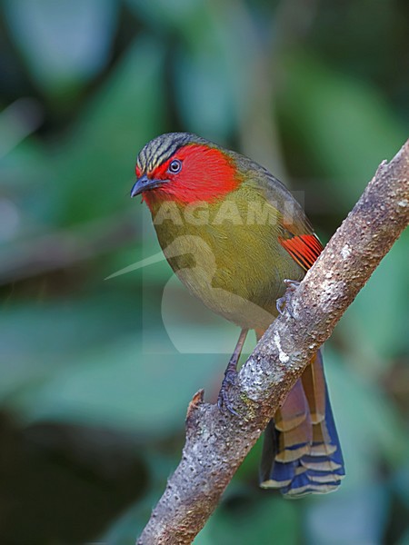 Rippons Timalia, Scarlet-faced Liocichla stock-image by Agami/Alex Vargas,
