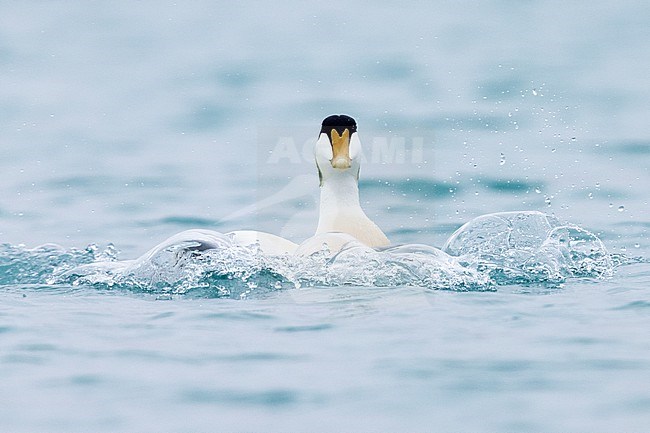 Common Eider (Somateria mollissima borealis), front view of an adult male landing in the water, Southern Region, Iceland stock-image by Agami/Saverio Gatto,