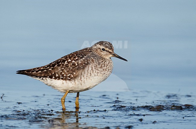 Adulte Bosruiter, Adult Wood Sandpiper stock-image by Agami/Markus Varesvuo,