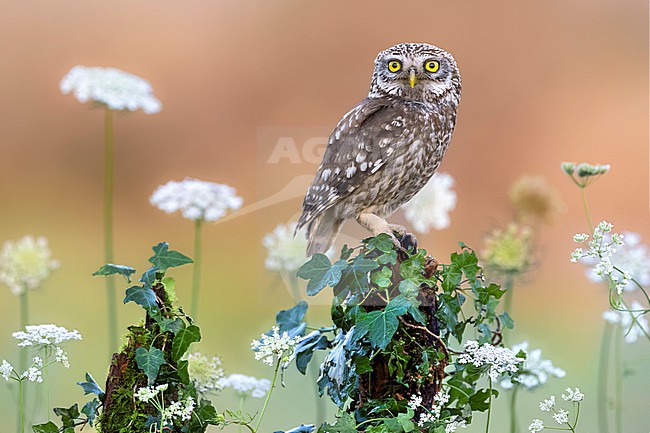 Little Owl (Athene noctua) in Italy. stock-image by Agami/Daniele Occhiato,
