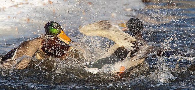 Two males Mallard (Anas platyrhynchos) fighting in an urban lake in  Katwijk, Netherlands. stock-image by Agami/Marc Guyt,
