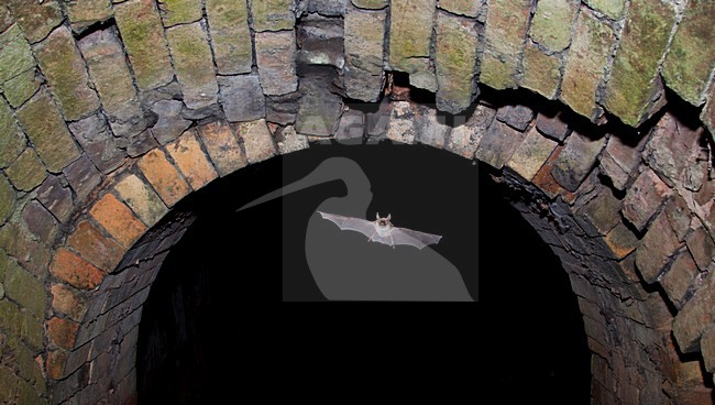 Foeragerende Bechsteins vleermuis, Hunting Bechstein's bat stock-image by Agami/Theo Douma,