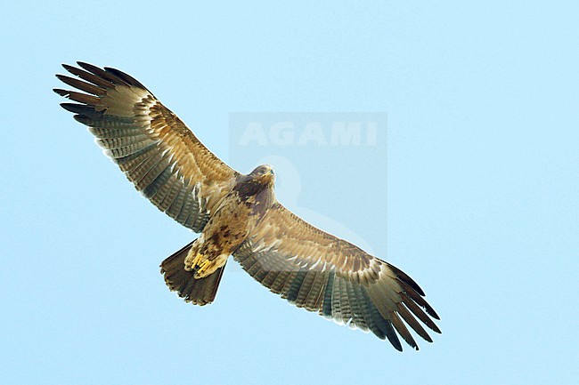 Lesser Spotted Eagle (Aquila pomarina) immature in flight stock-image by Agami/Dick Forsman,