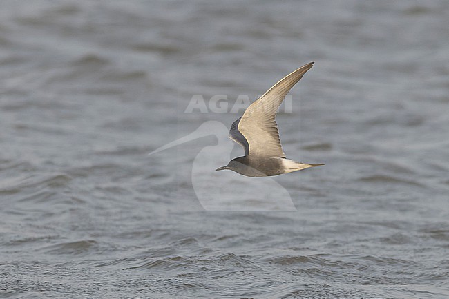 Black Tern (Chlidonias niger) in adult summer plumage in flight. stock-image by Agami/David Monticelli,