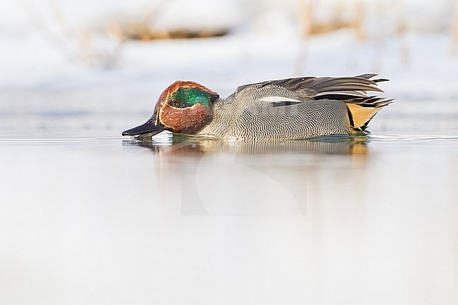 Eurasian Teal, Anas crecca male foraging in patly ice covered pond stock-image by Agami/Menno van Duijn,