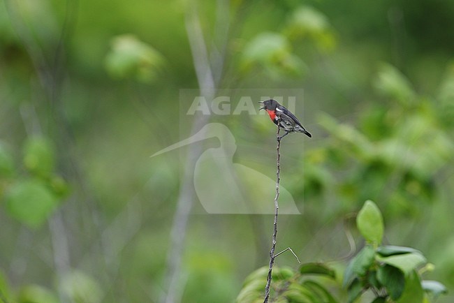 Singing male Grey-sided Flowerpecker (Dicaeum celebicum) perched on a small branch in tropical forest in Wakatobi Regency, Celebes, Indonesia. stock-image by Agami/James Eaton,