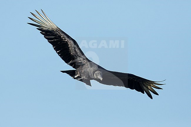 Adult Black Vulture
Galveston Co., Texas
April 2017 stock-image by Agami/Brian E Small,